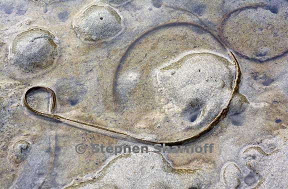 sand with seaweed 3695 graphic